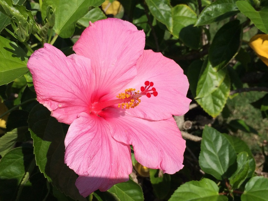 hibiscus