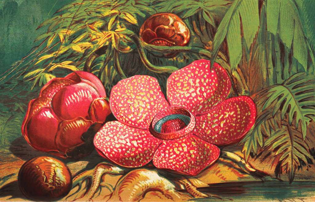 rafflesia arnoldii