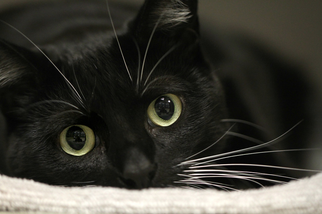Black Cat