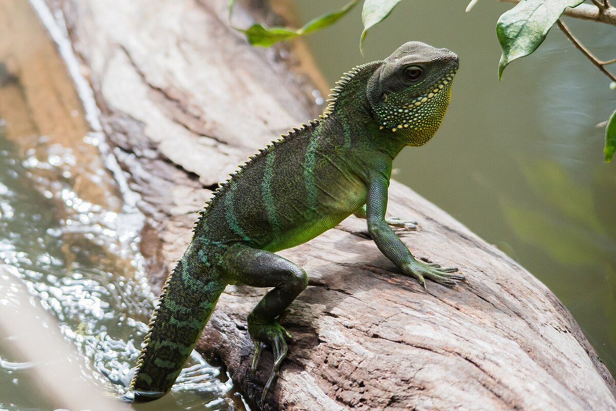 Water Dragon