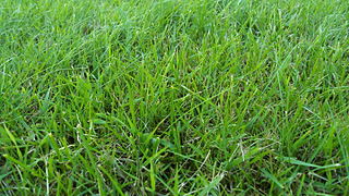 Green Grass