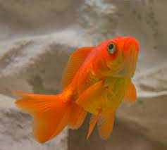 Hamster the Fish