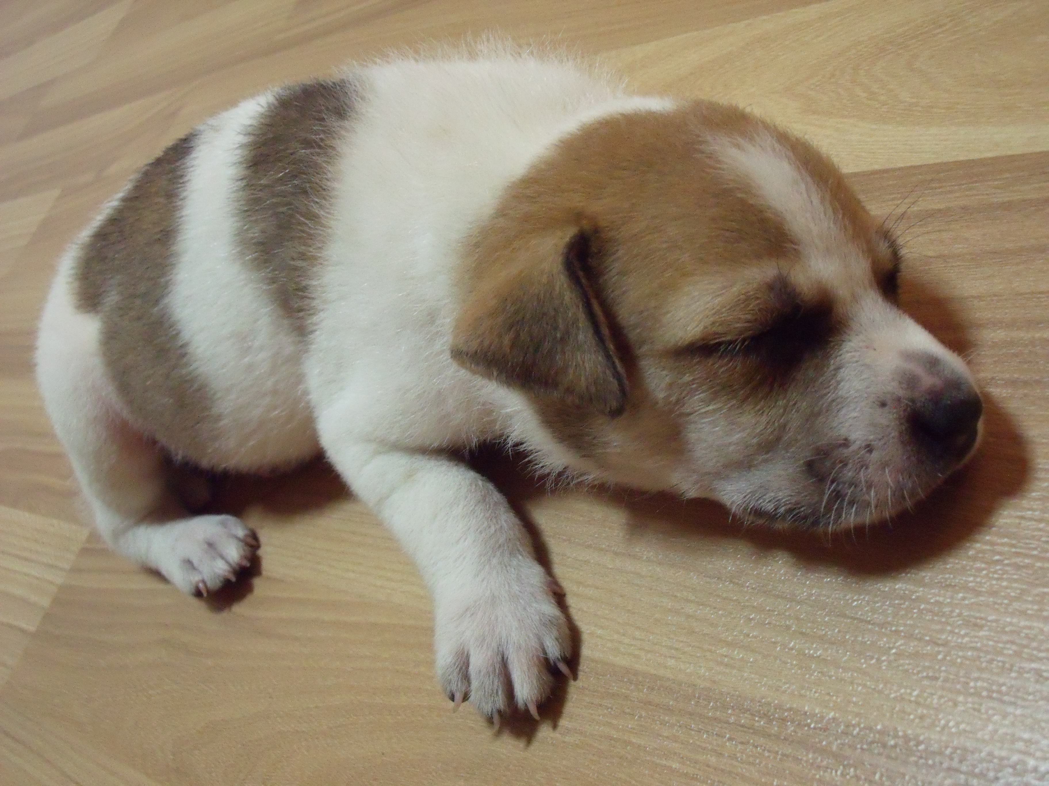 Lula the dog