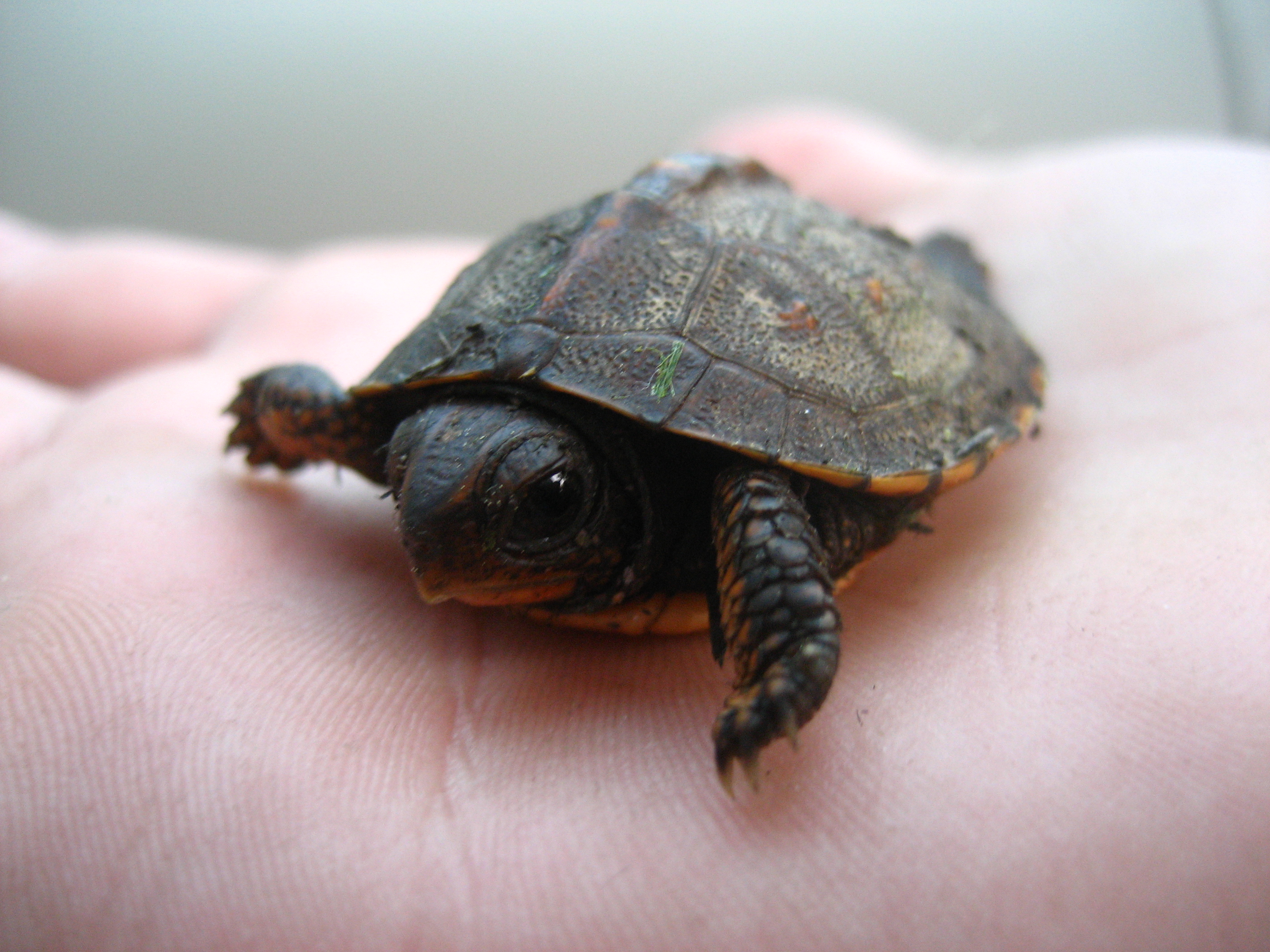 Slowpoke the Turtle