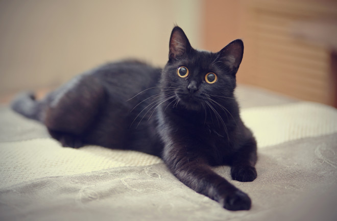 merlin
